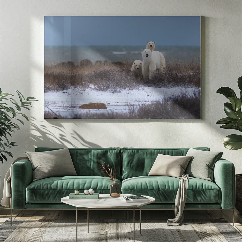Wall art Mother bear with cubs, Hudson bay in the background-20X16inches-In White Floating Frame