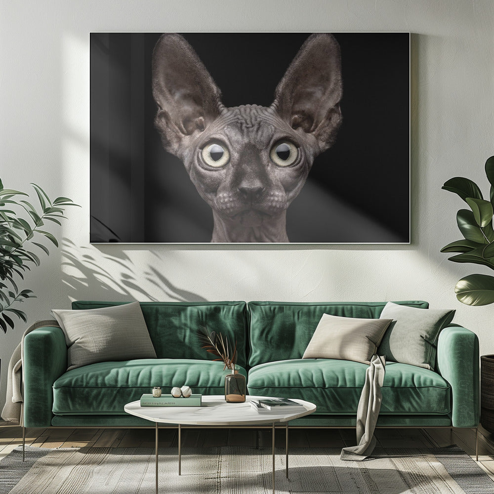 Artwork Sphynx Cat20X16inches- White Frame