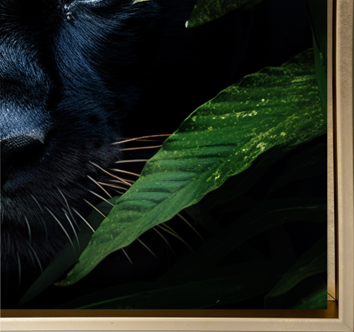 Wildlife Canvas Art - Rare Black Jaguar - Wall Decor-RGB Vanish Wall Artwork 0