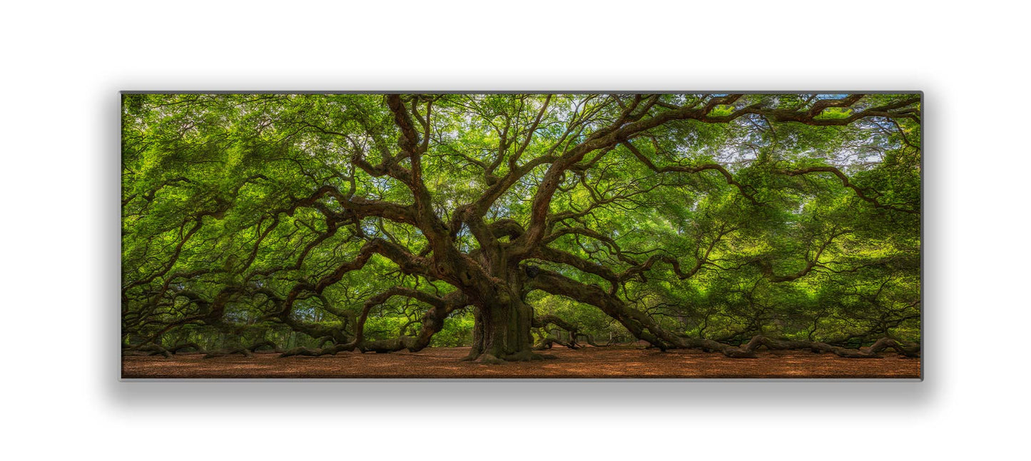 Angel Tree 72" x 24" Fine Art Canvas Print