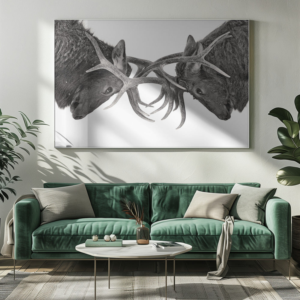 Wall art Eye to Eye - Elk fight-20X16inches-In White Floating Frame
