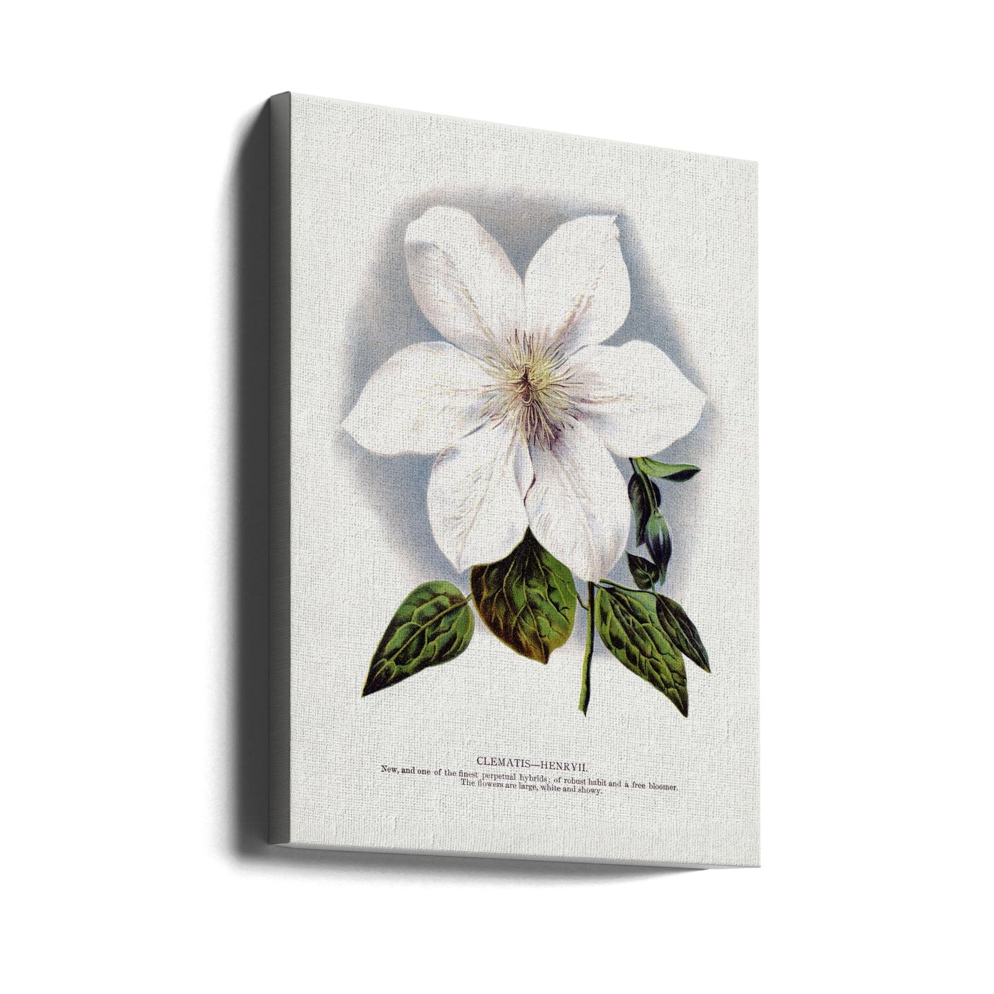 Clematis Flower Lithograph Wall Artwork In Black Floating Frame
