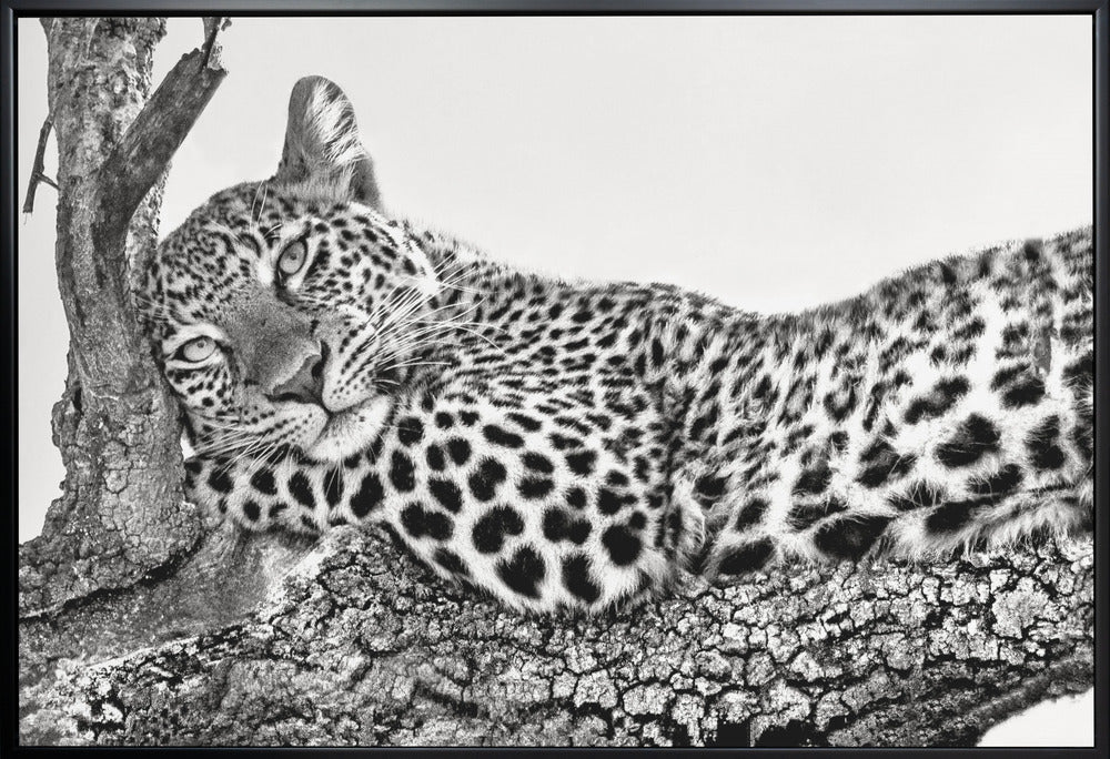 Time to rest Leopard Wall Artwork In White Floating Frame