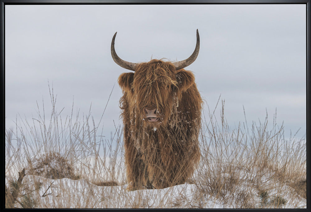 Highlander in Snow Wall Artwork In White Floating Frame