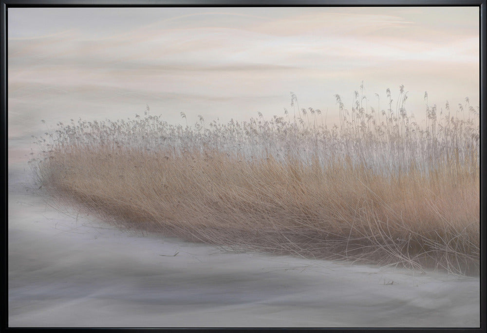 Artwork- Winter Reed-20X16inches-In White Floating Frame