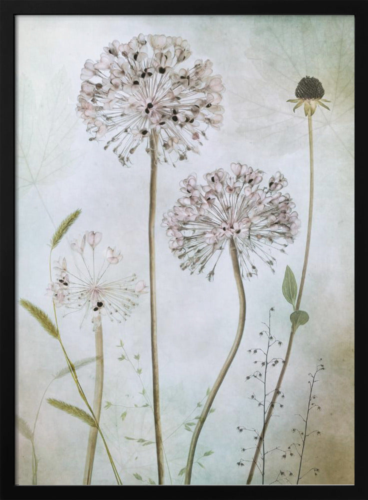 Allium Wall Artwork Gallery Wrapped (Ready to Hang)