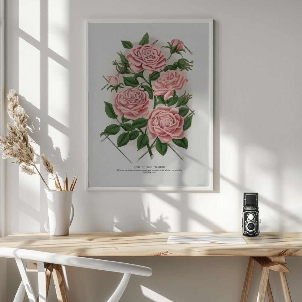 Pink Rose, Gem of the Prairie Lithograph Wall Artwork In White Floating Frame