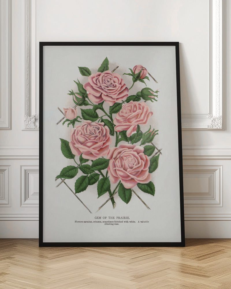 Pink Rose, Gem of the Prairie Lithograph Wall Artwork In Black Floating Frame