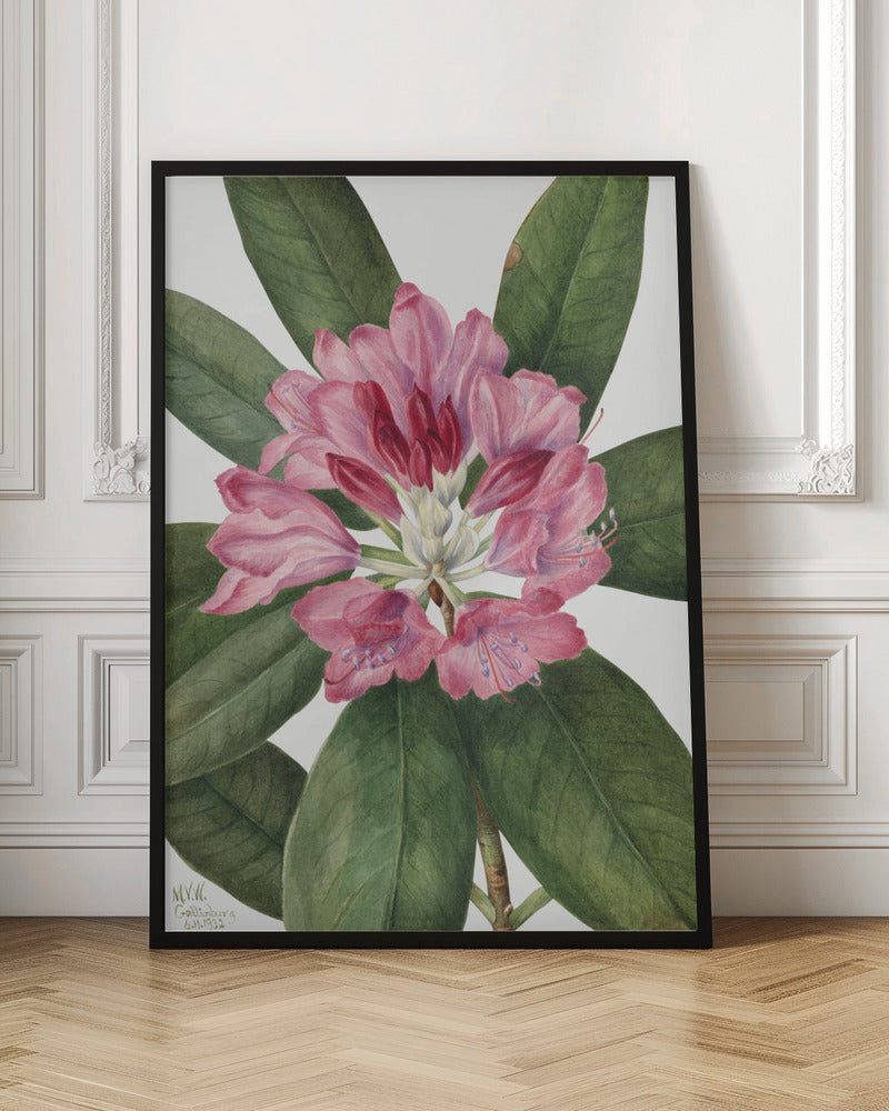Mountain Rose Bay (1932) Wall Artwork In Black Floating Frame