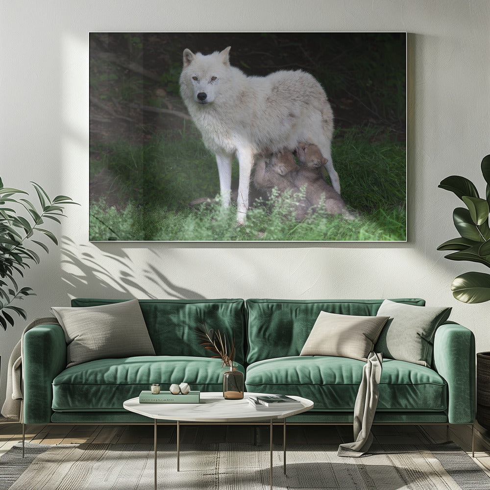 Wall art Arctic Wolves - Remus and Romulus-20X16inches-Gallery Wrapped (Ready to Hang)