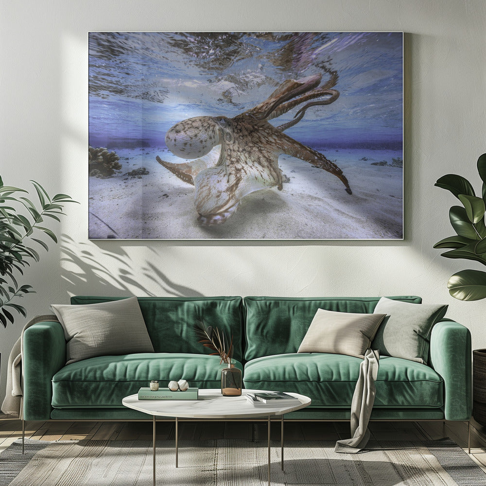 Dancing Octopus Wall Artwork 0