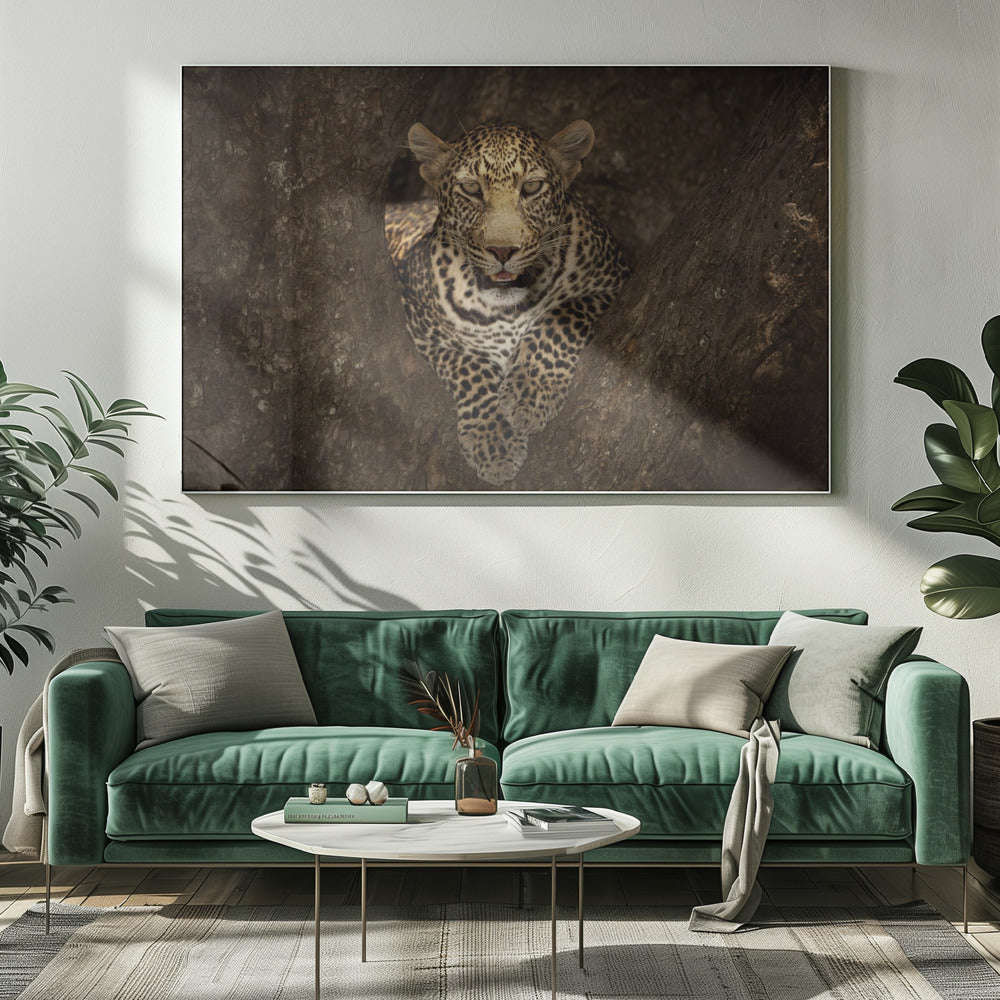 Artwork Leopard Resting on a Tree at Masai Mara20X16inches- Unframed