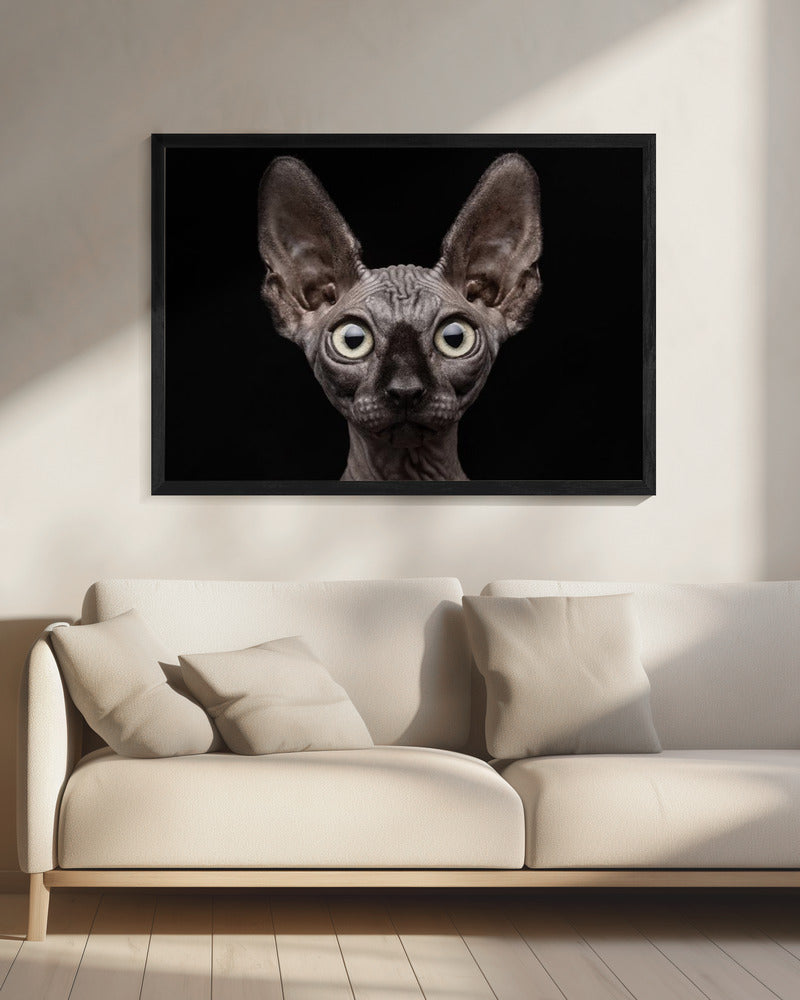 Artwork Sphynx Cat20X16inches- Black Frame