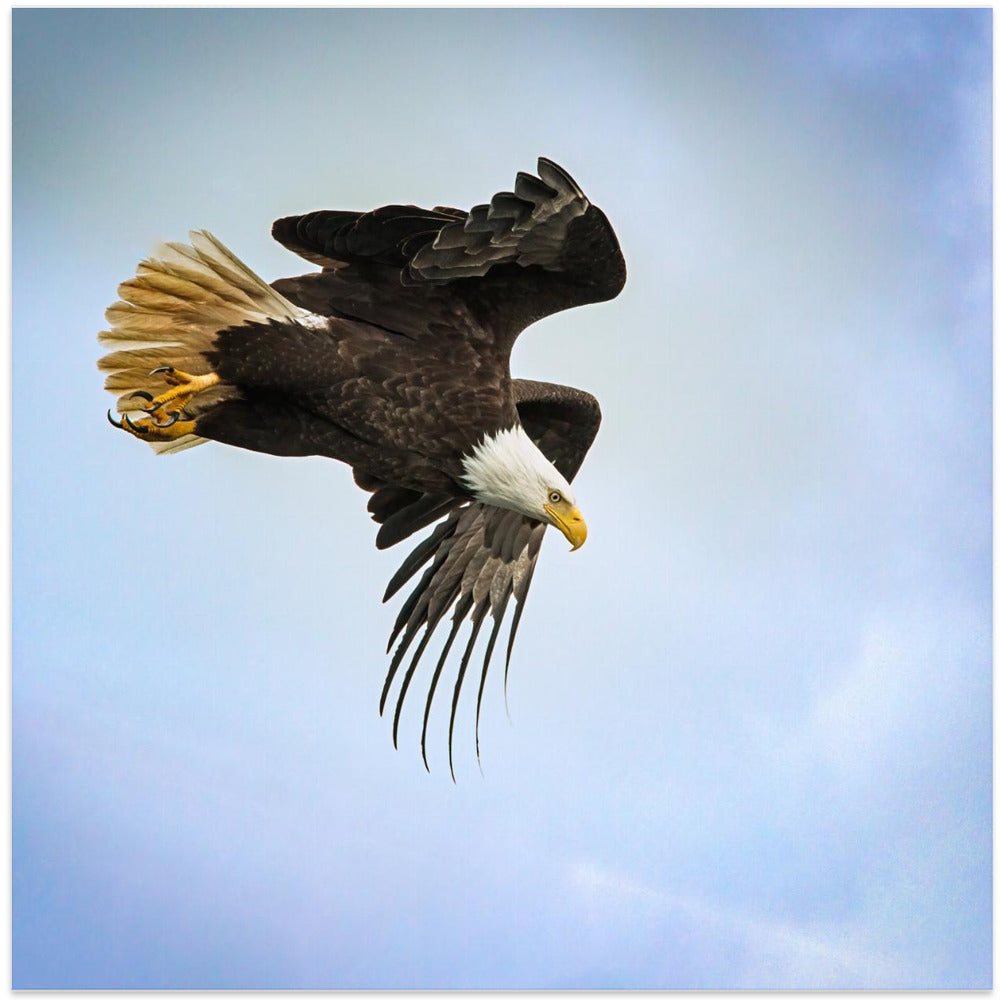 Wall art Taking Flight-24X24inches-In White Floating Frame