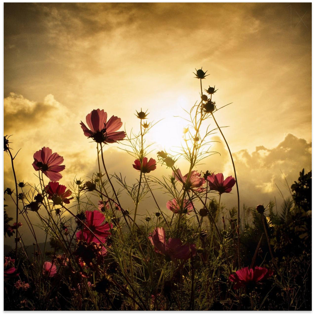 Watching the Sun Wall Artwork In White Floating Frame