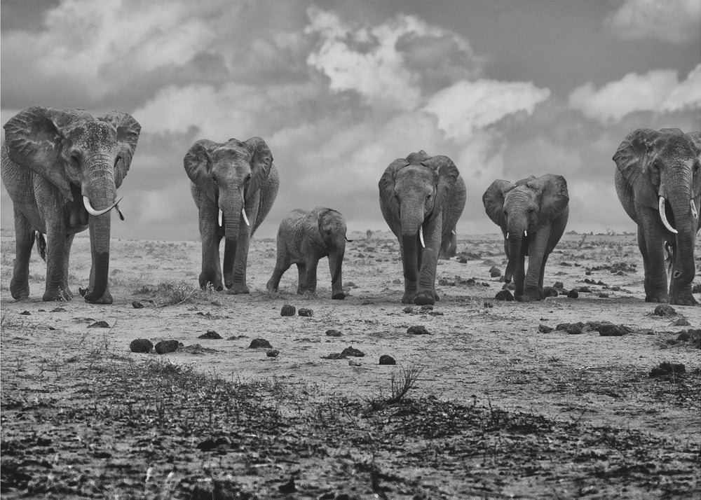 Artwork Big Family. Elephants48X36inches- Unframed