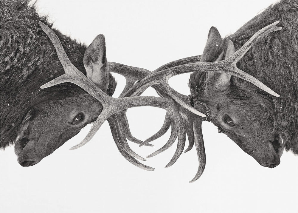 Wall art Eye to Eye - Elk fight-48X36inches-Gallery Wrapped (Ready to Hang)