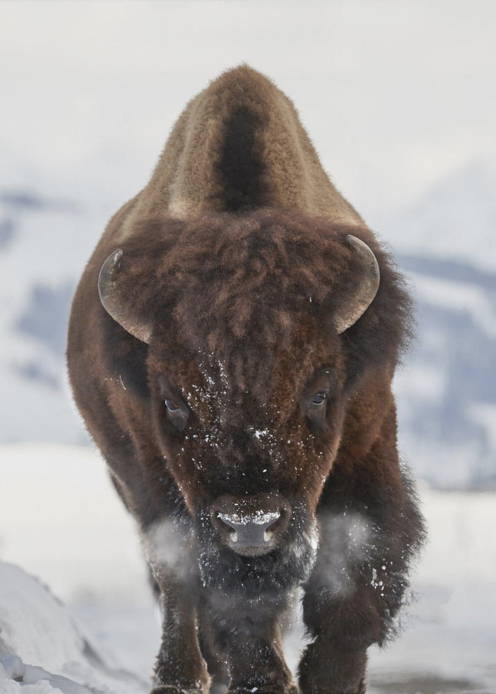 Bison Incoming Wall Artwork In Black Floating Frame