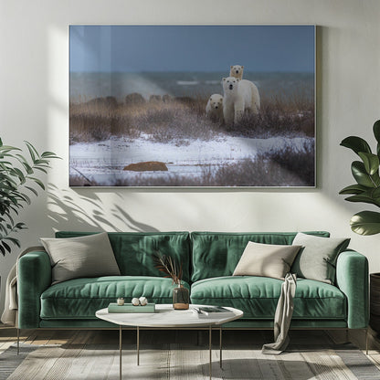 Wall art Mother bear with cubs, Hudson bay in the background-20X16inches-In White Floating Frame