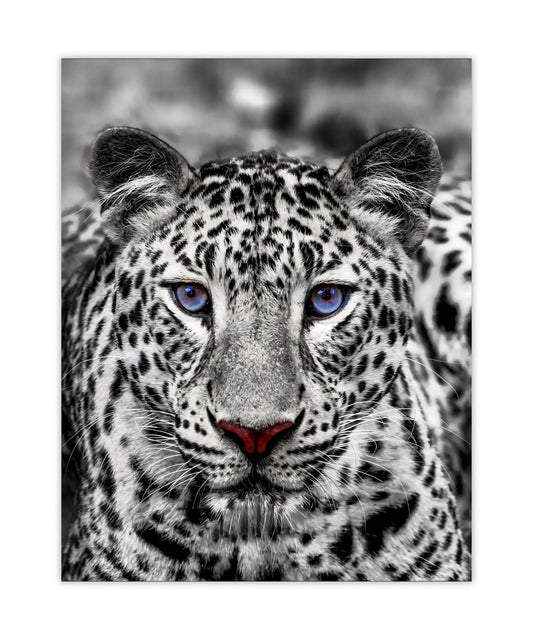 Canvas print-Blue Eyed White Tiger- Wildlife art