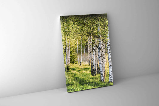 Birch Trees Fine Art Canvas Print. Ready to hang