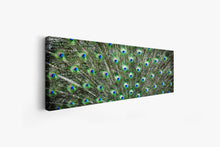 Canvas Wall Art-Peacock Feathers-Nature Artwork