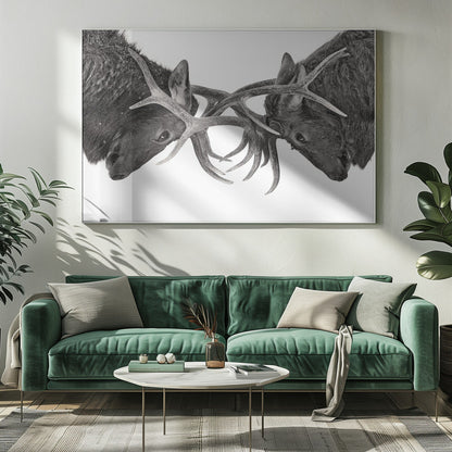Wall art Eye to Eye - Elk fight-20X16inches-In White Floating Frame
