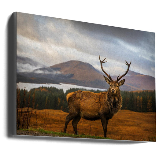  Scottish Stag Wall Artwork Gallery Wrapped (Ready to Hang)