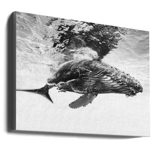 Wall art Humpback whale calf