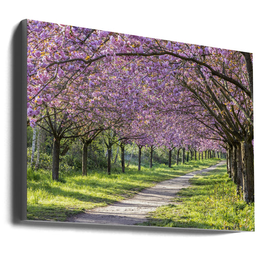 Wall art Idyllic cherry blossom alley