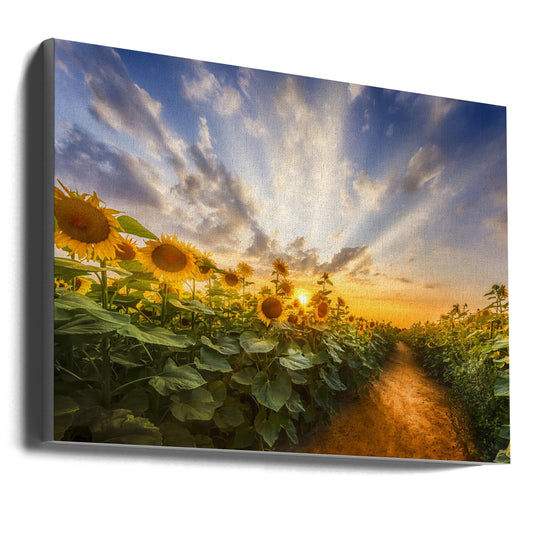 Wall art Path through the sunflower field