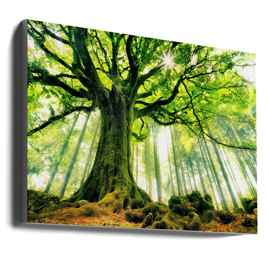 Wall art Ponthus' Beech