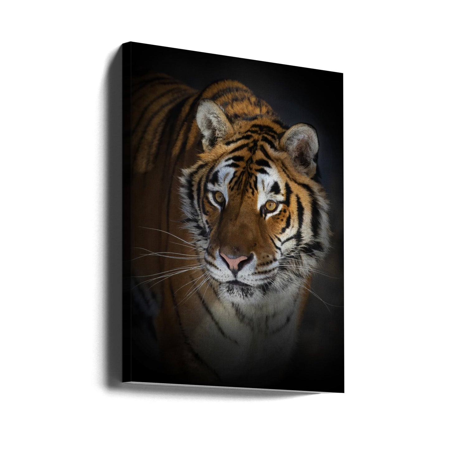 Wall art Portrait of a Siberian Tiger