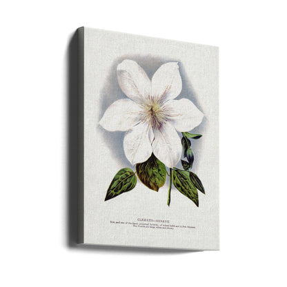  Clematis Flower Lithograph Wall Artwork In Black Floating Frame