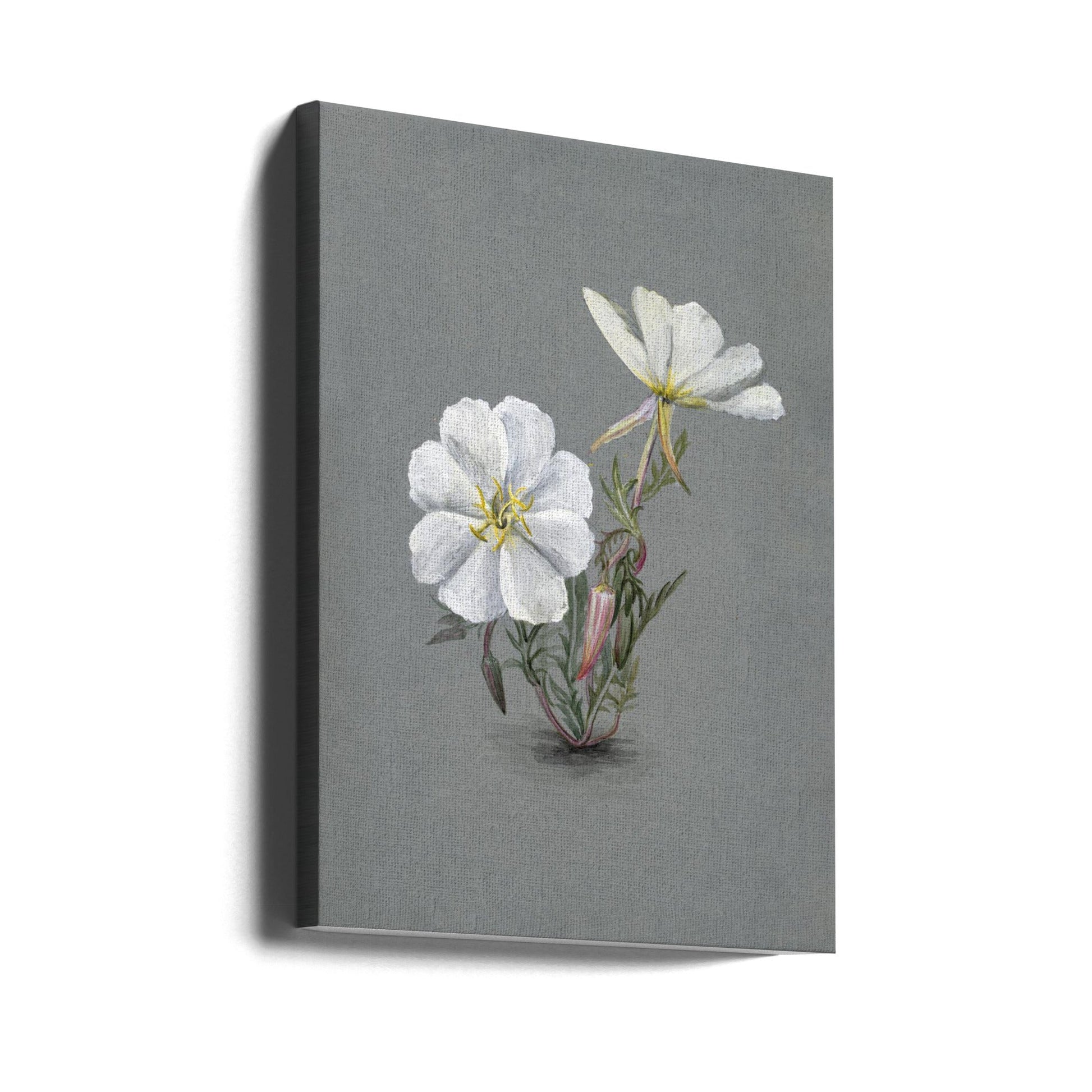  Giant Helleborine (1880) Wall Artwork Gallery Wrapped (Ready to Hang)