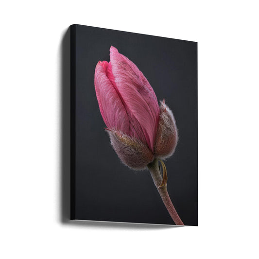 Wall art Pink Tulip 1