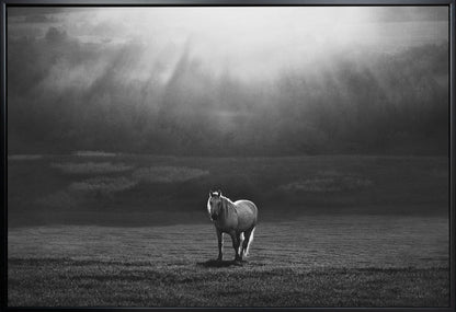 Artwork morning appearance. Hourses36X24inches- White Frame