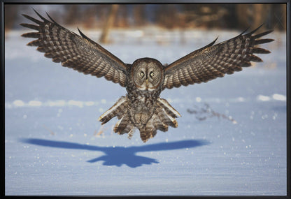 Wall art In your face - Great Grey Owl-36X24inches-In White Floating Frame