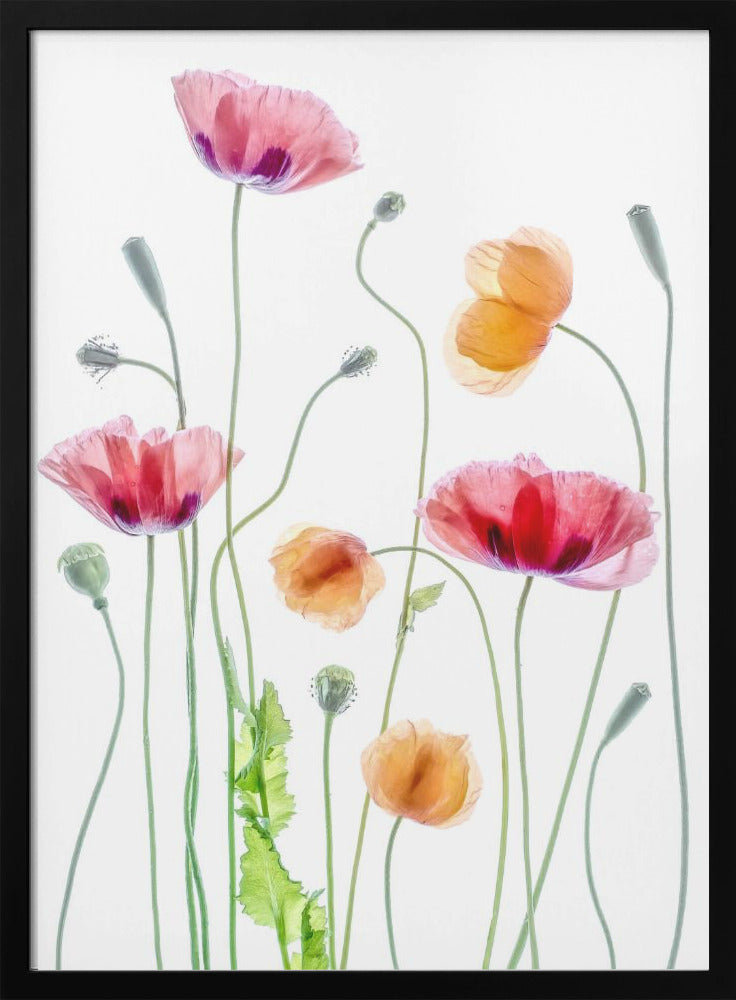  Poppies Wall Artwork Gallery Wrapped (Ready to Hang)