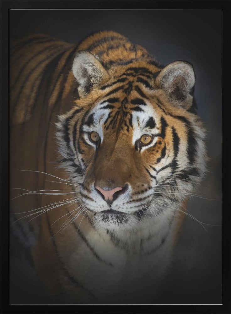 Wall art Portrait of a Siberian Tiger