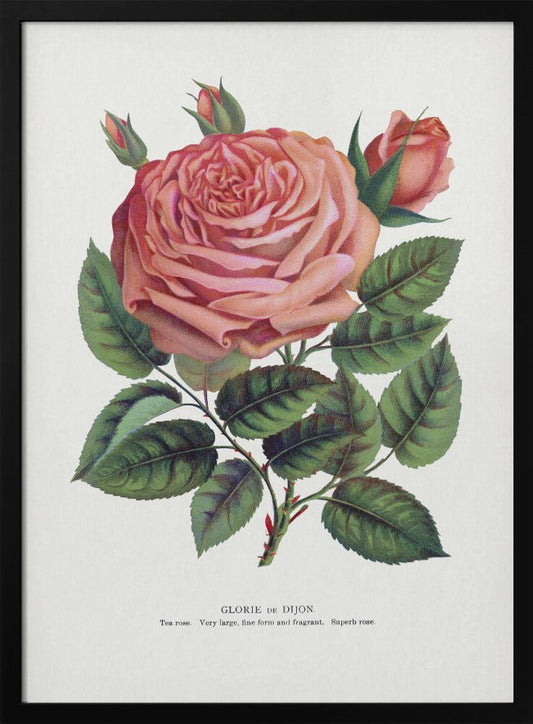  Pink Rose, Glorie De Dijon Lithograph Wall Artwork In Black Floating Frame