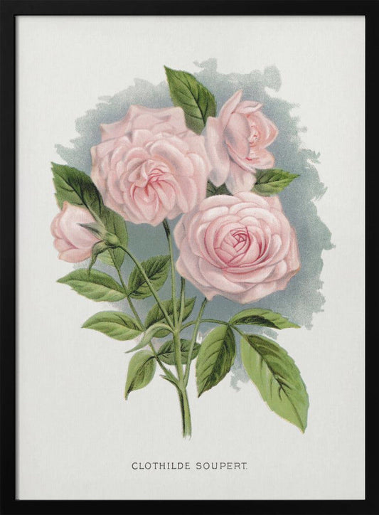  Pink Rose, Clothilde Soupert Lithograph Wall Artwork In Black Floating Frame