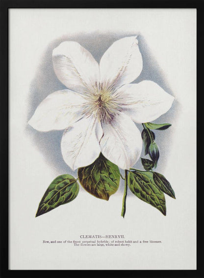  Clematis Flower Lithograph Wall Artwork Gallery Wrapped (Ready to Hang)