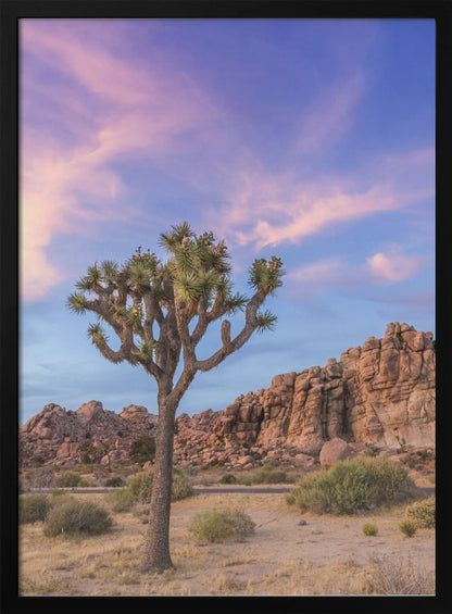 Wall art Joshua Tree Evening Atmosphere