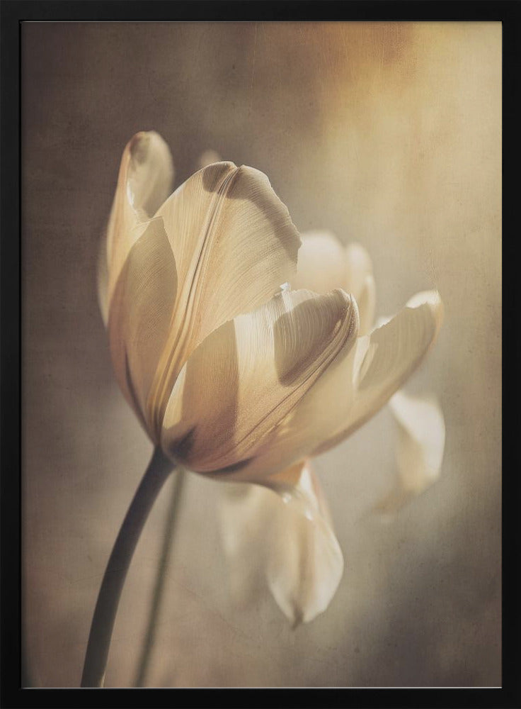 Wall art Pastel Tulip