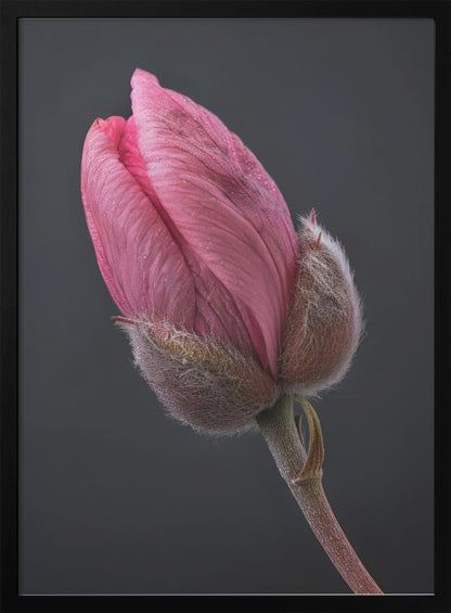 Wall art Pink Tulip 1