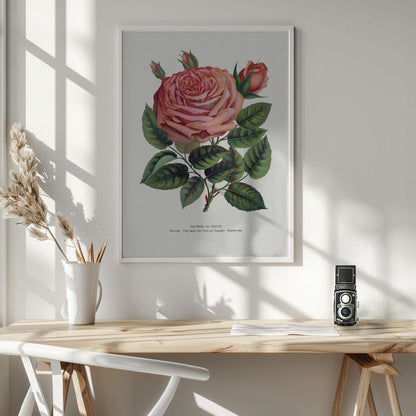  Pink Rose, Glorie De Dijon Lithograph Wall Artwork In White Floating Frame