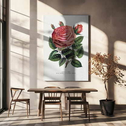  Pink Rose, Glorie De Dijon Lithograph Wall Artwork In White Floating Frame