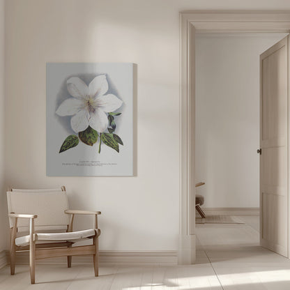  Clematis Flower Lithograph Wall Artwork 0