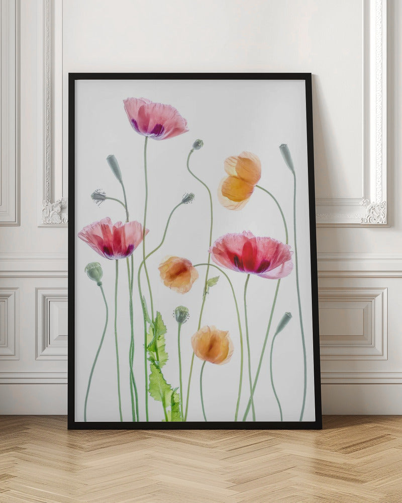  Poppies Wall Artwork In Black Floating Frame